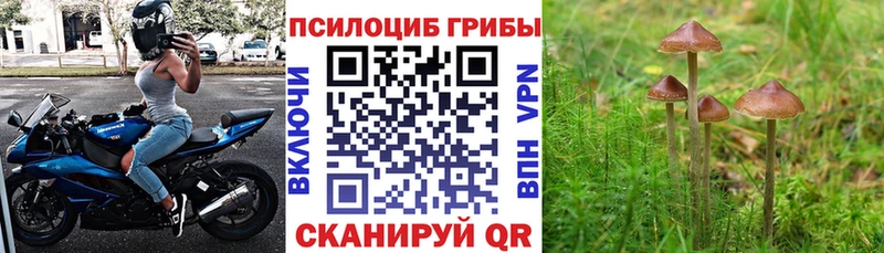 Купить  Верхотурье  Псилоцибиновые грибы Cubensis 